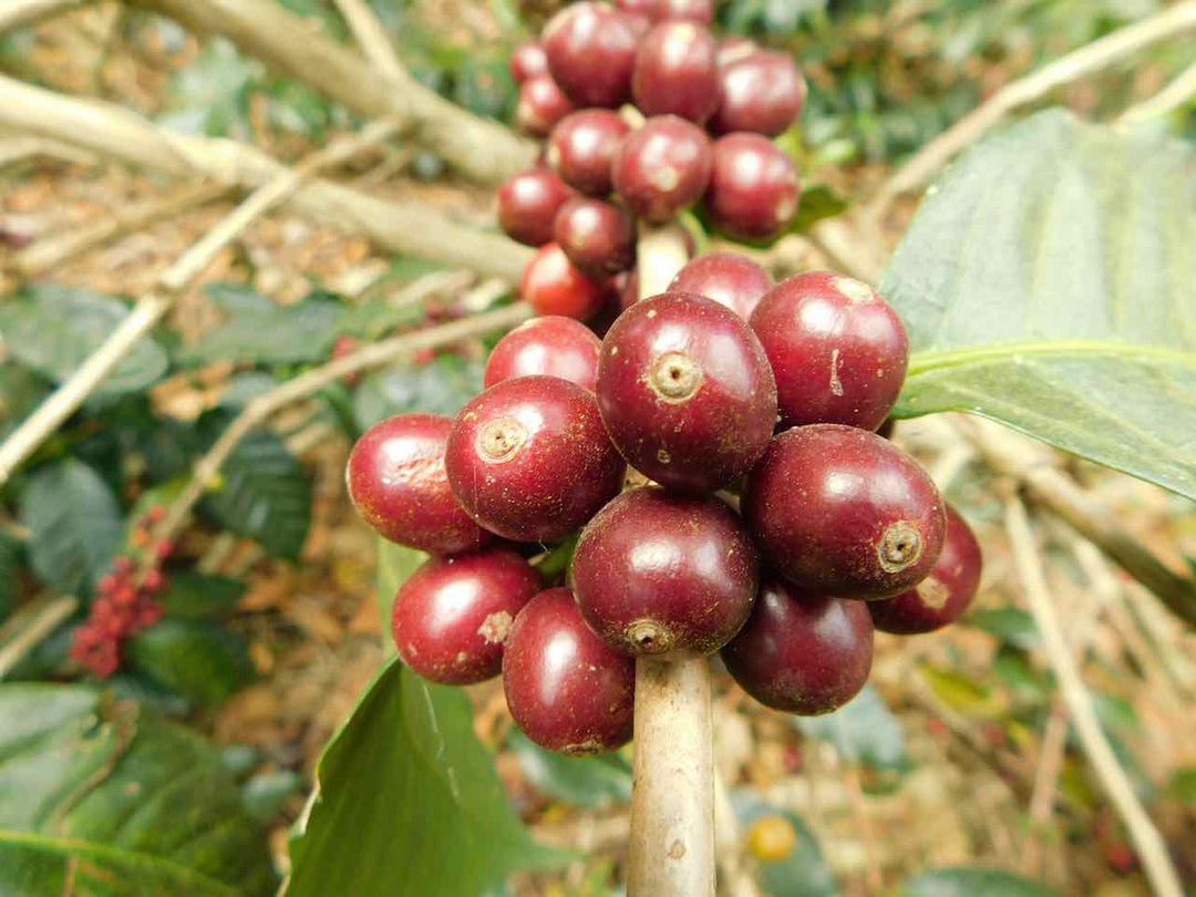 El Salvador Finca Malacara Red