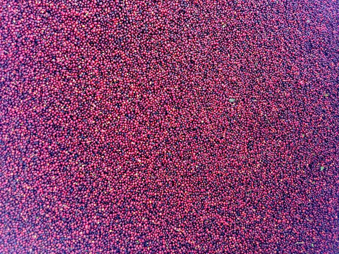 El Salvador Finca Malacara Red