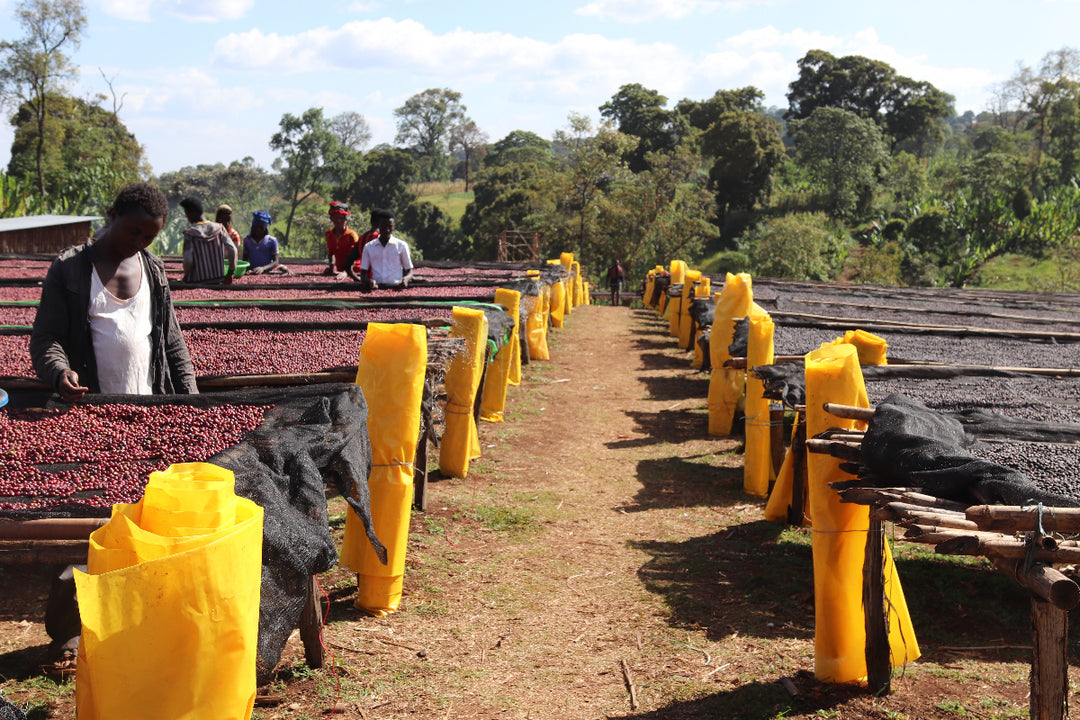 Ethiopia Guji Goro Badesa