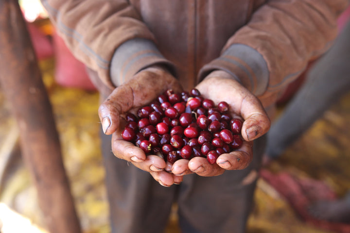 Ethiopia Guji Goro Badesa