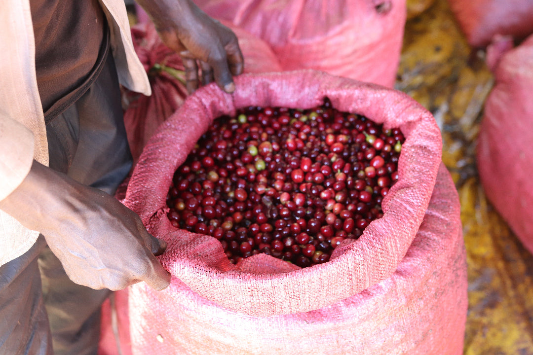 Ethiopia Guji Goro Badesa