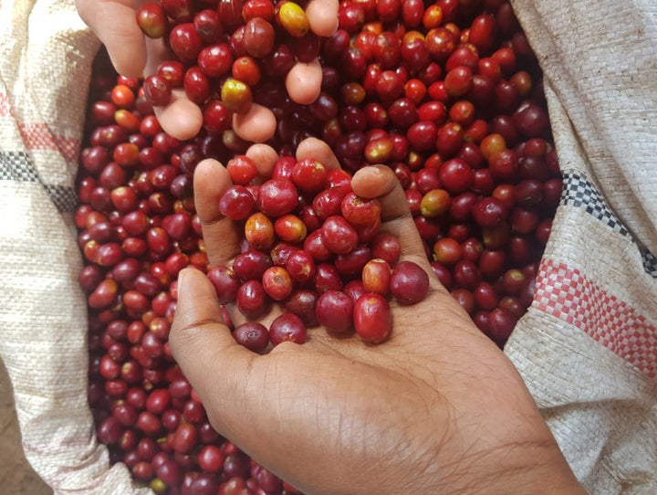 Ethiopia Dark Roast
