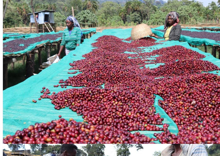 Ethiopia Dark Roast