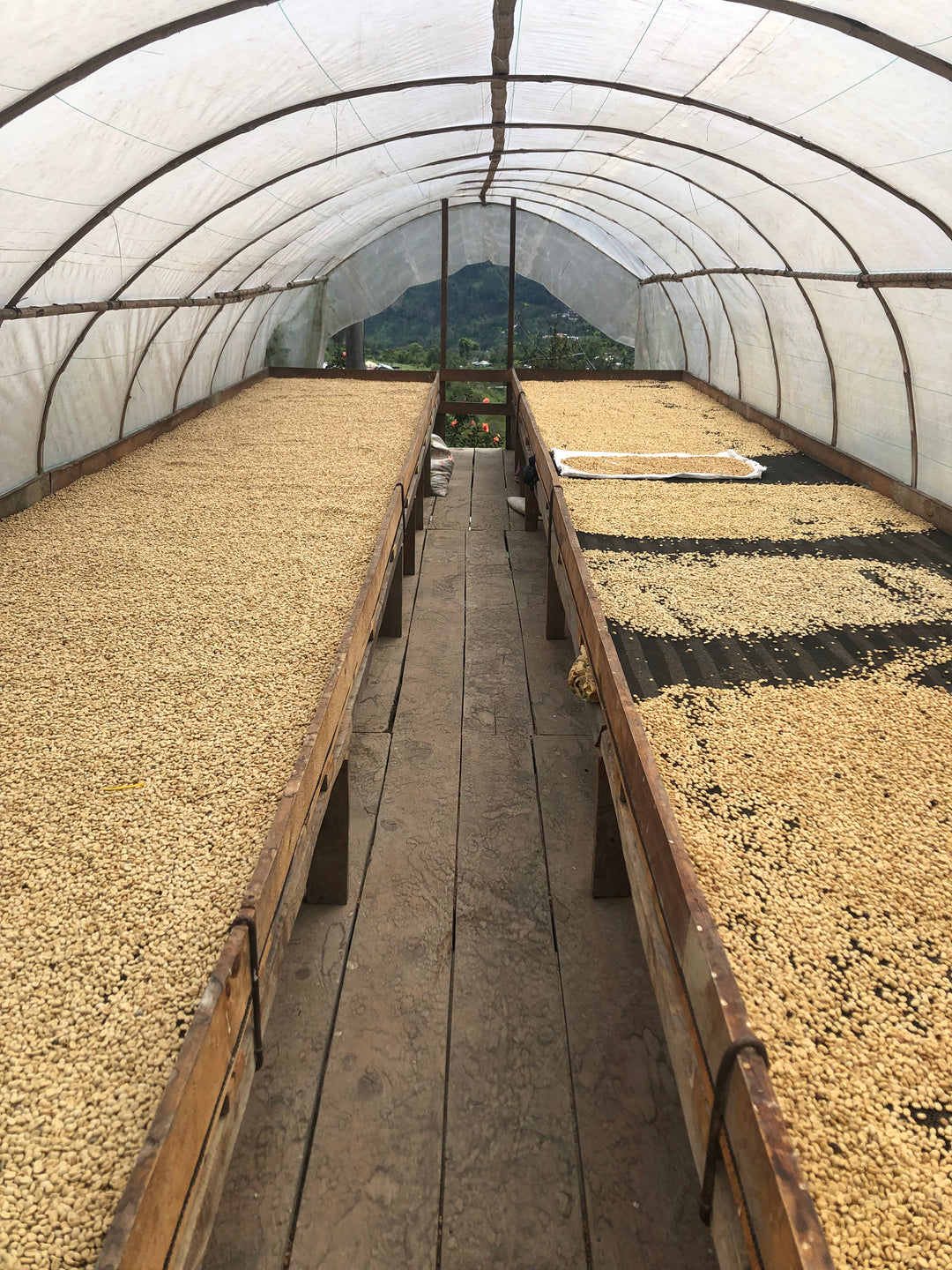 Washed parchment coffee drying on raised beds inside a covered solar dryer in Cauca, Colombia